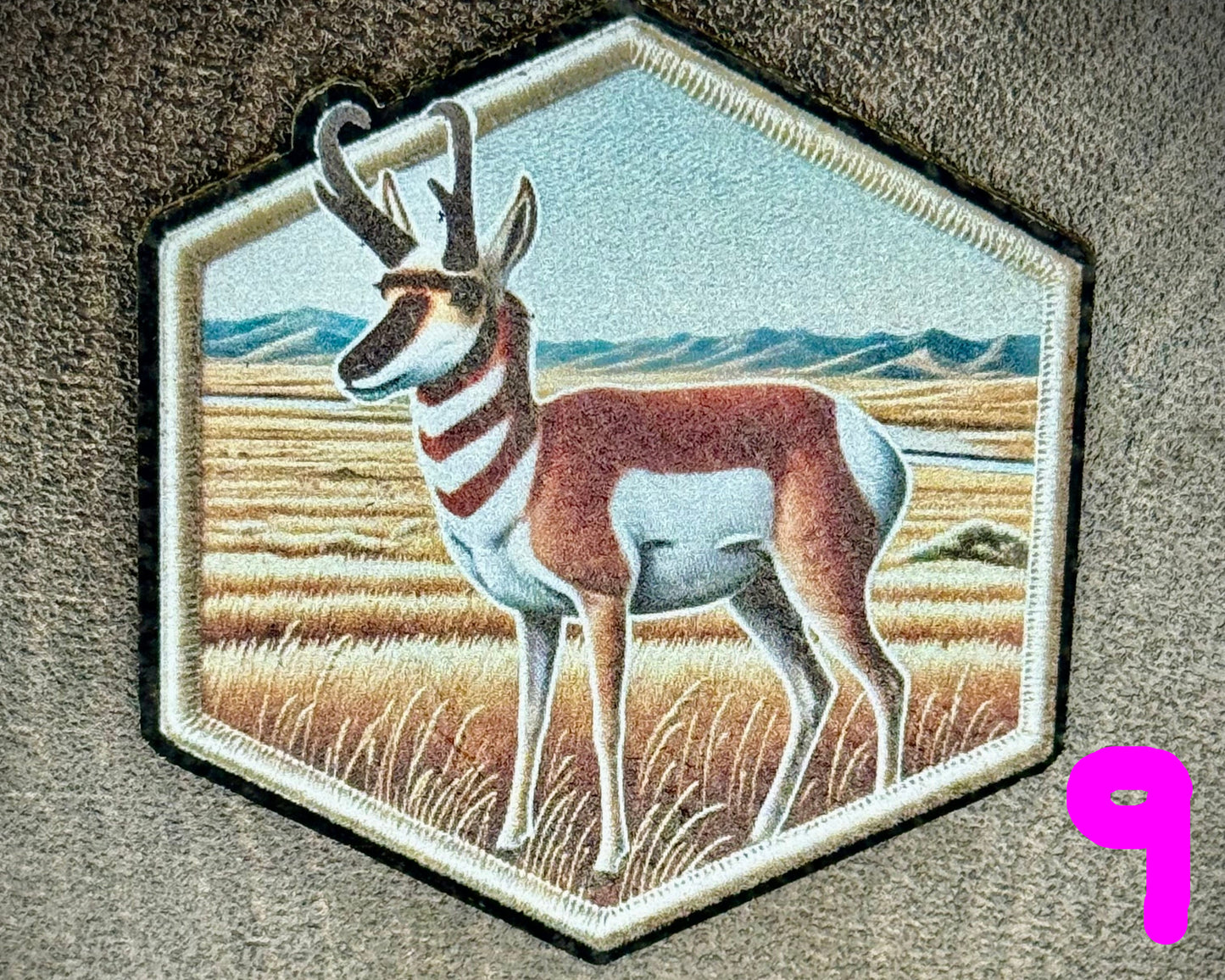 pronghorn on prairie